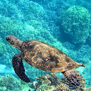 Tie Dye Hand Beaded Wood Flower Designer Turban