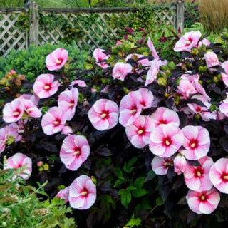 Tie Dye Hand Beaded Wood Flower Designer Turban